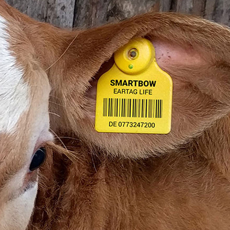 rfid animal chip identification gps tracking device animal eartag ear tag for livestock cow cattle