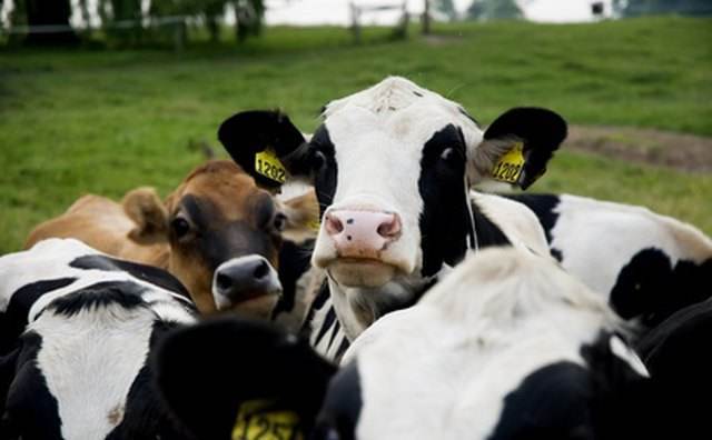 UHF RFID Long Range Farm Animal Management Animal Identification Tag Cattle Pig Cow Goat TPU Round Ear Tag RFID Eartag